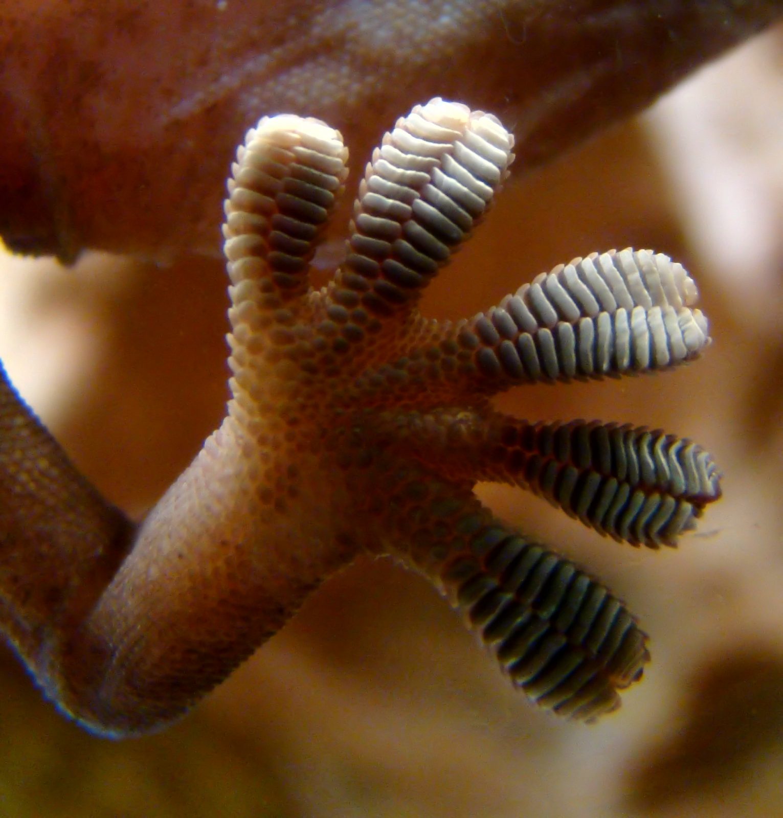 Gecko_foot_on_glass
