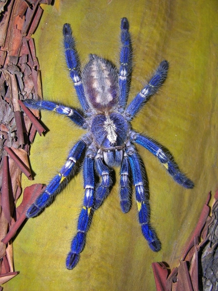 Endangered peacock tarantula of India