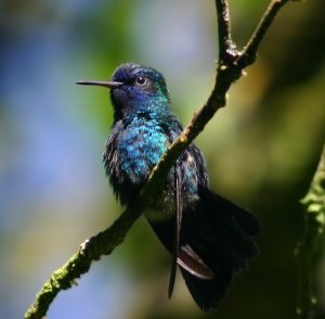 hummingbird quest for blue
