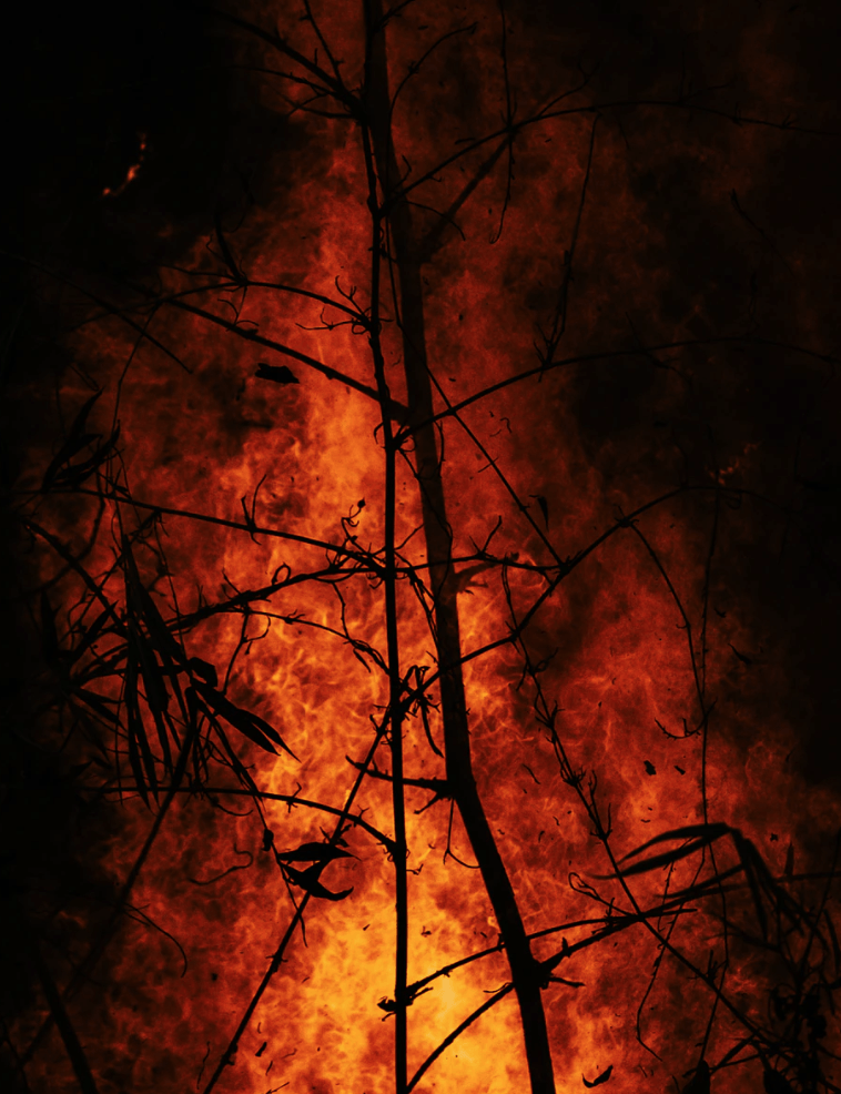 burning tree