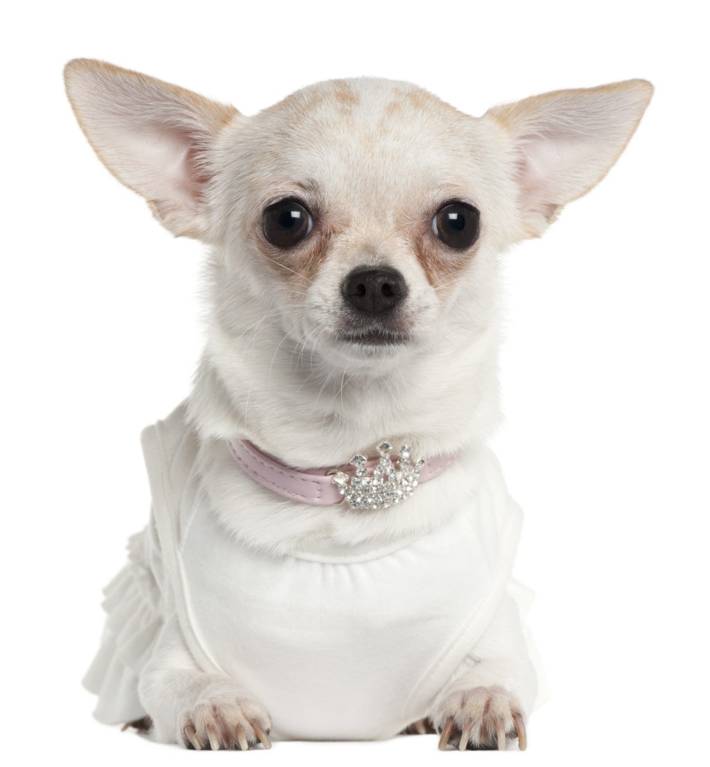 Chihuahua wearing tiara collar, 10 months old, in front of white background
