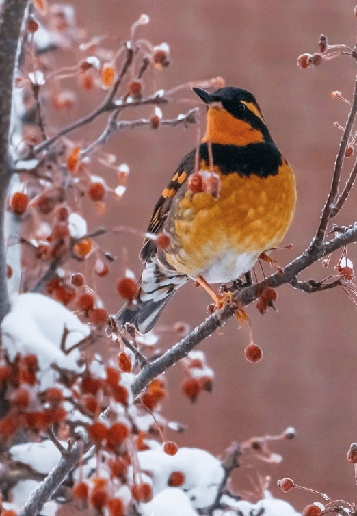 Orange Bird red berries in winter