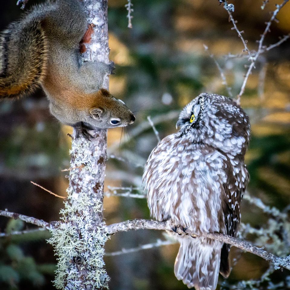 Boreal Owl with squirrel