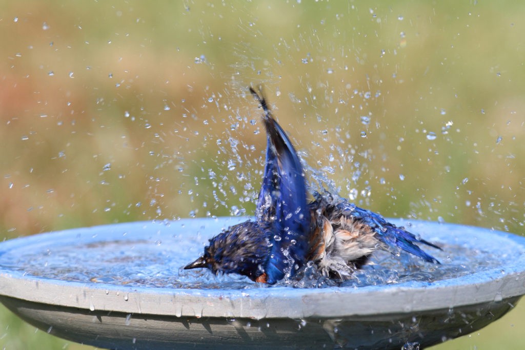 Eastern Bluebird (Sialia sialis) in a bird bath