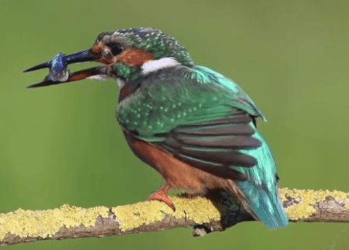 Kingfisher with his dinner