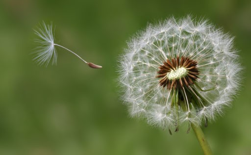 Dandelion going to seed