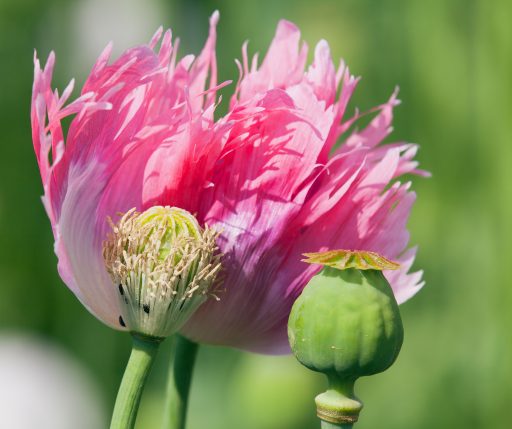 pink Opium poppy papaver somniferum