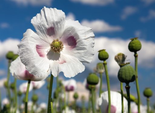 Opium poppy papaver somniferum