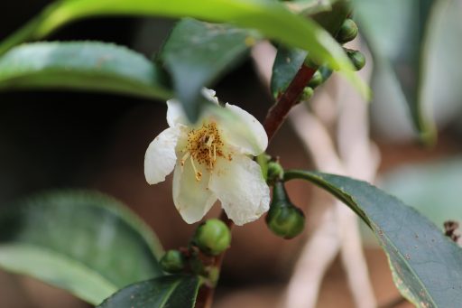 Camellia sinensis flower