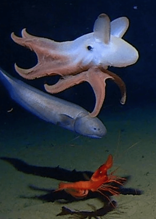 Dumbo octopus with ray and shrimp