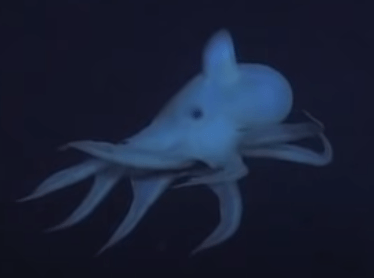 Fins of dumbo octopus