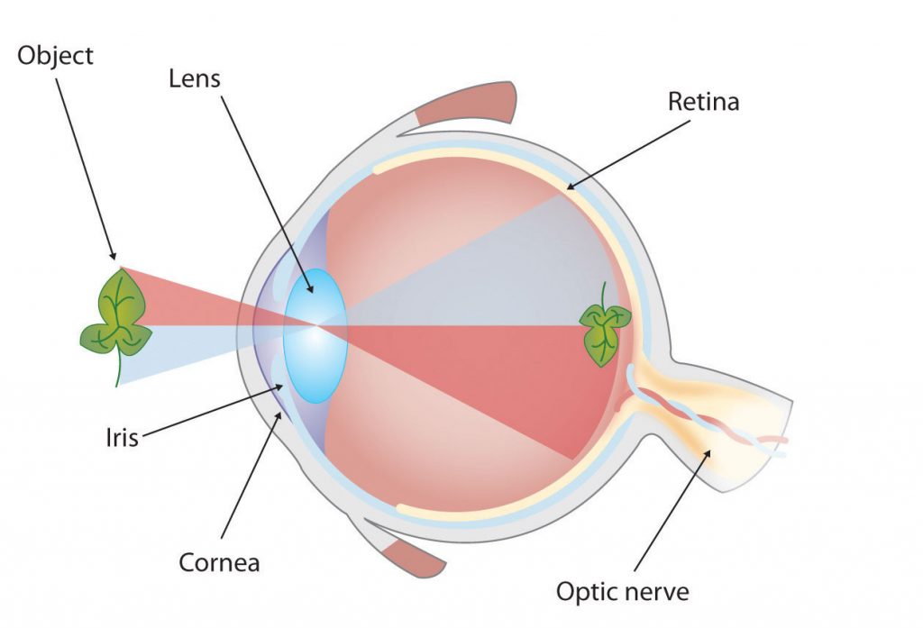 Bionic Eyes : Science Fiction Has Become Fact - Susan Berk Koch