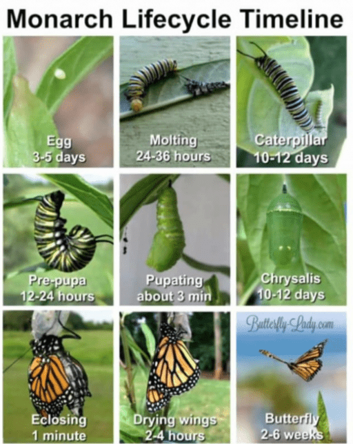 Monarch Life Cycle