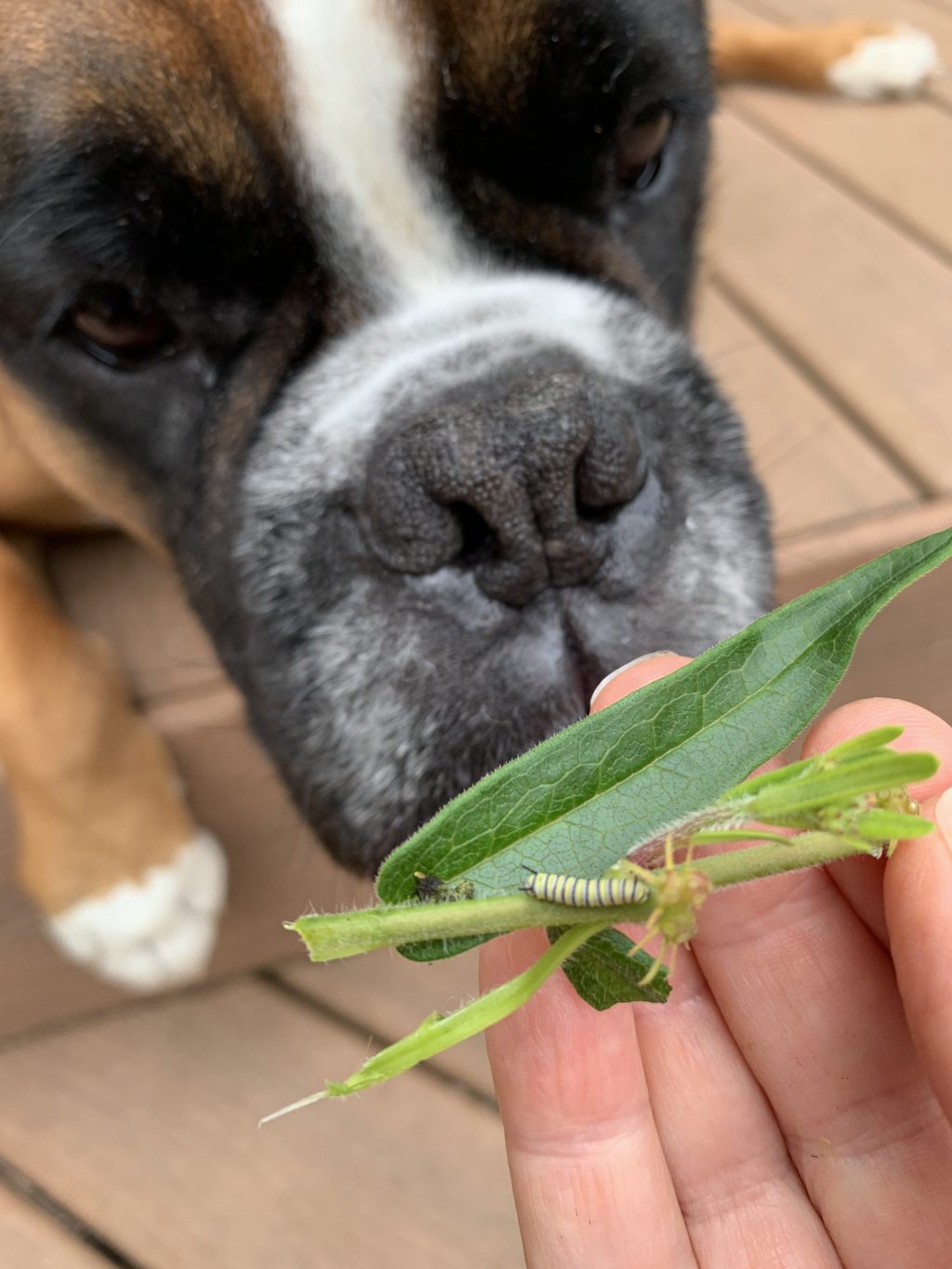 Louie and monarch caterpillar
