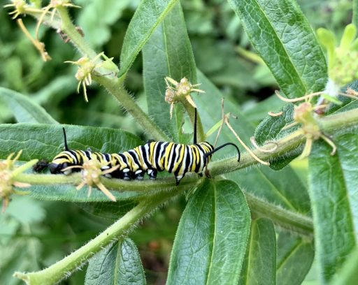 Monarch caterpillar Sue Berk Koch
