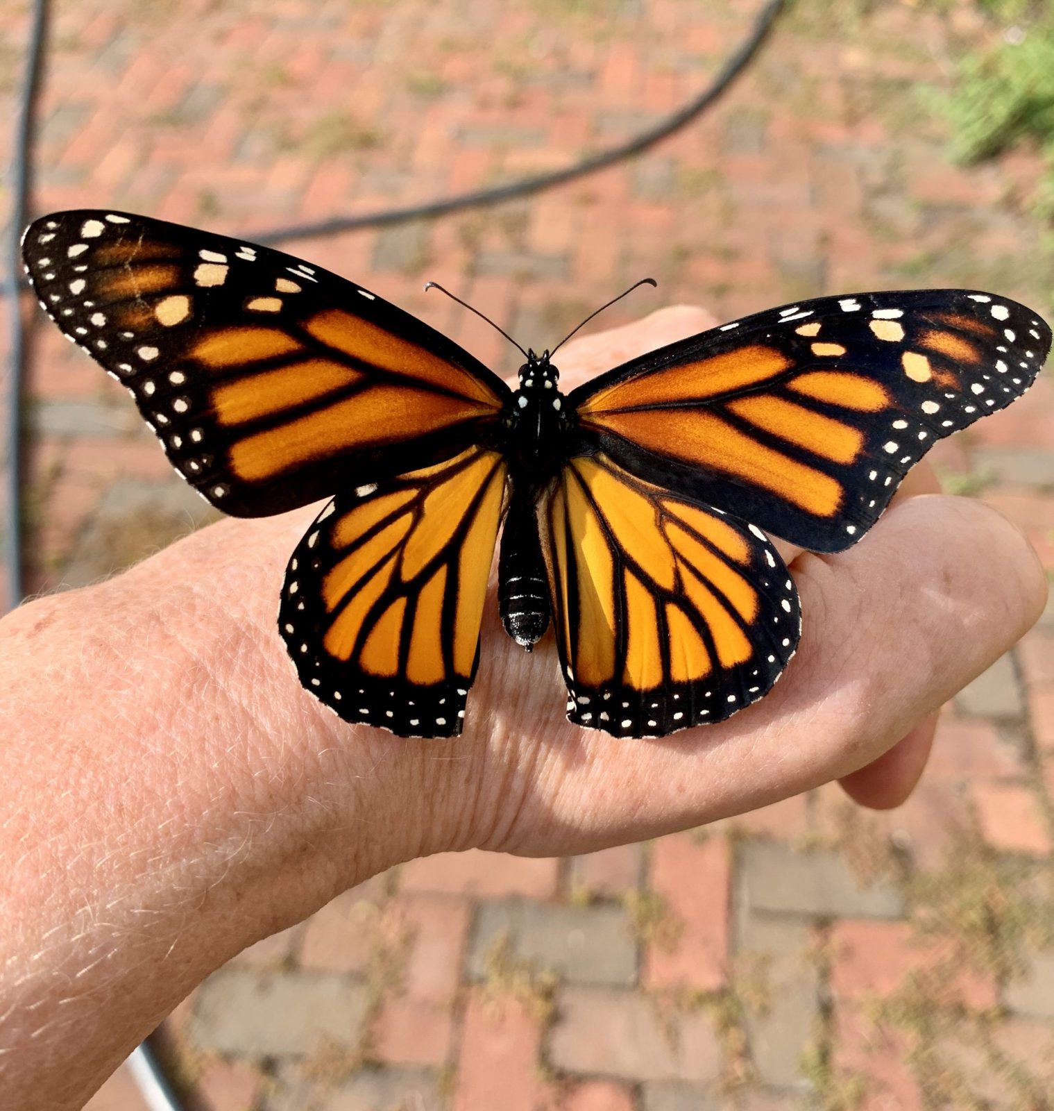 Monarchs are mythical and mysterious