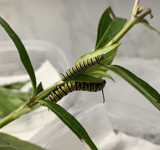 Two monarch caterpillars from eggs