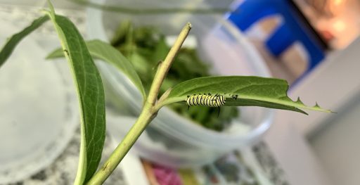 Monarch caterpillar eating his molt