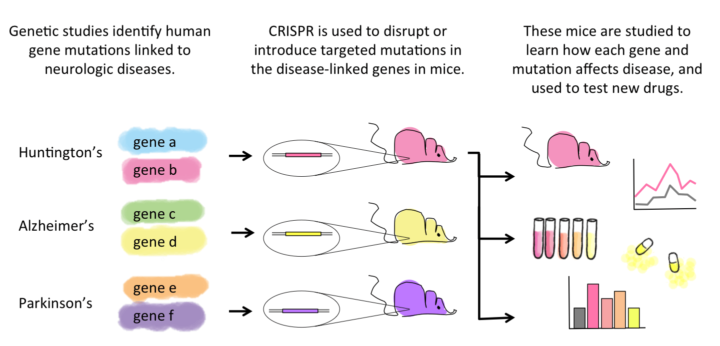 What Is Crispr The Science Behind Crispr 