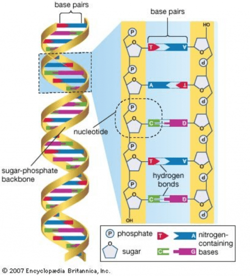 What is CRISPR? The Science Behind CRISPR