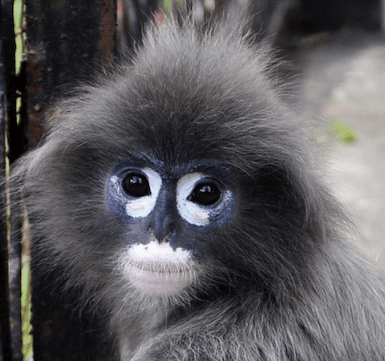 Scientists discover new primate species