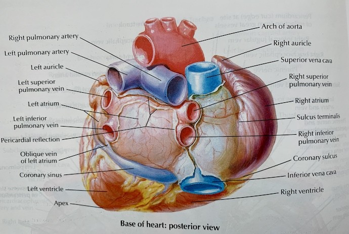 Diagraph of the heart labeled