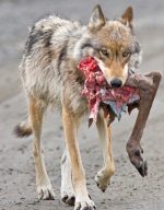 Mythology of Wolves _susan berk koch