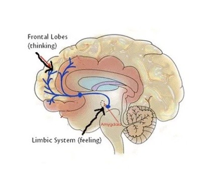 Procrastination_Limbic System and Prefrontal Cortex