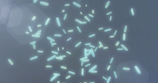 IDEONELLA SAKAIENSIS _plastic-eating bacteria