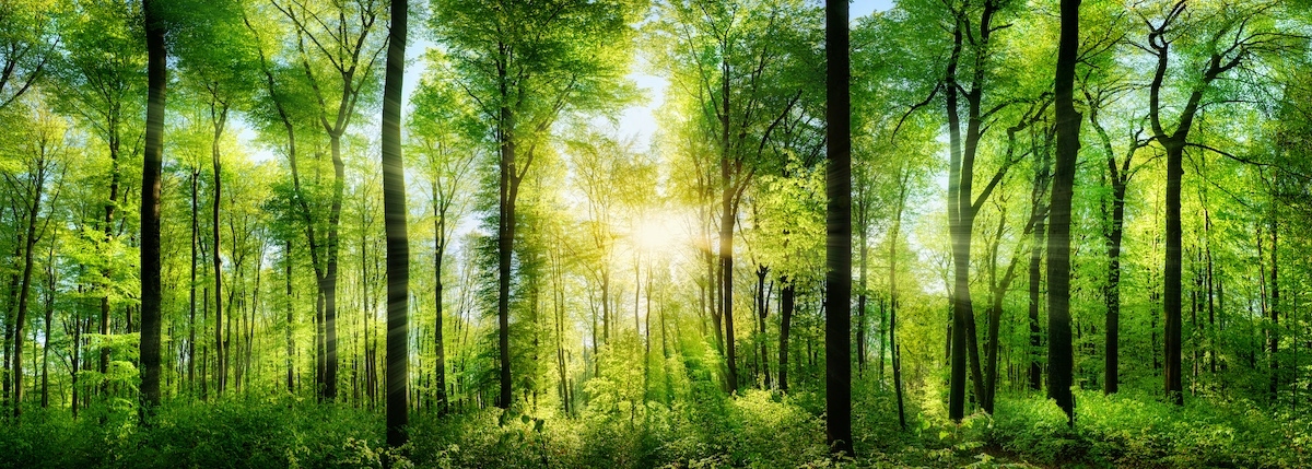 23 Ways to Be Happier sunlight and forest