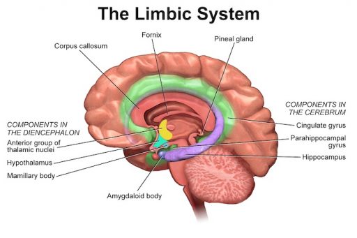 The Limbic System diagram
