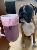 Smoothie with plain yogurt and blueberries Louie loves them