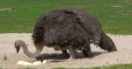who is the toughest bird_ostrich