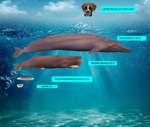 size comparison baleen and toothed whales