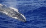 Deep Sea Mammals Baleen Whale Bryde's Whale (Balaenoptera edeni)