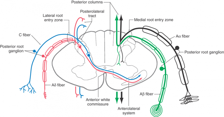 The Science Behind Touch - Susan Berk Koch