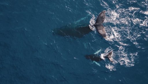 NEW MAMMAL DISCOVERY_Whales