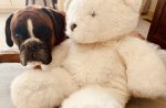 louie w a stuffed bear