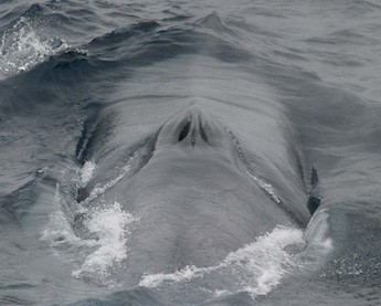 ea Mammals_ Baleen Blue_Whale_two blowholes