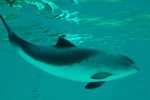 sea mammals_ harbor-porpoise_Erik Christensen wikimedia commons