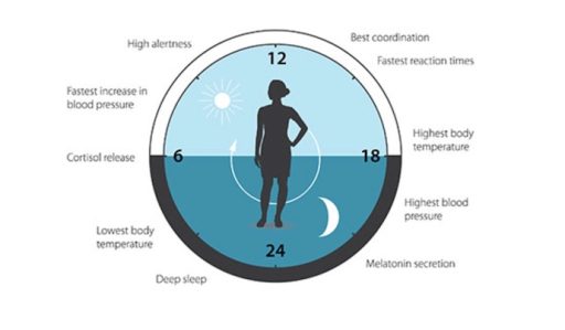 Circadian Rhythm Internal clock courtesy Nobel dot com