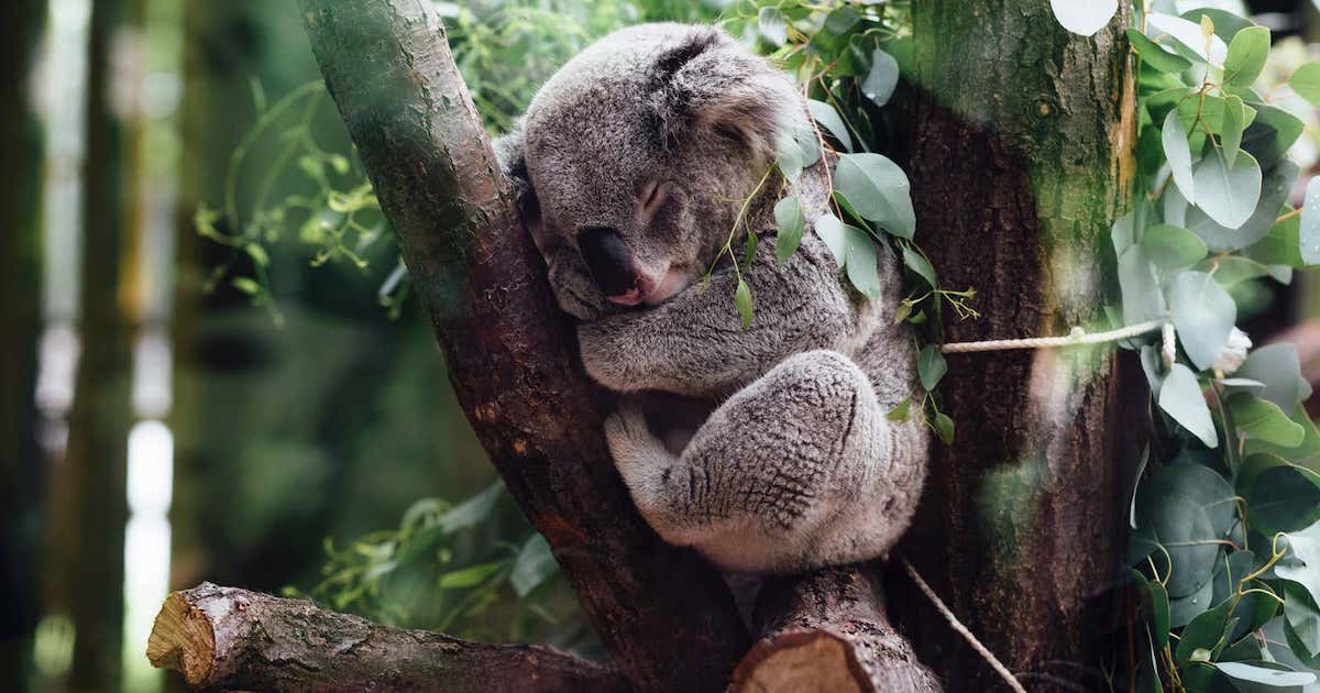 The perfect nap is a science_Koala