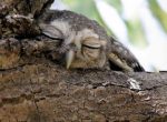 napping owl