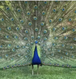 10 Scientifically Proven Benefits of Meditation _Self esteem_peacock