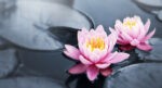 Mindfulness based cognitive therapy _lotus flower
