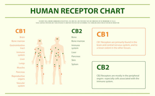 cb1 and cb2 receptor chart