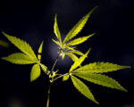 Why are so many states legalizing marijuana? Plant with light