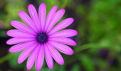 The Science Behind Positive Affirmations_aster