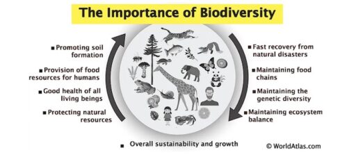 Biodiversity is important