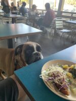 Louie wants a taco